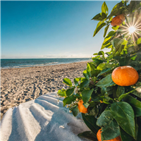 Beach* Fragrance Oil 88